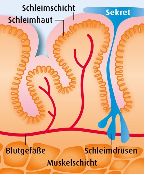 Sinekrin - Schleimhaut und Gesundheit
